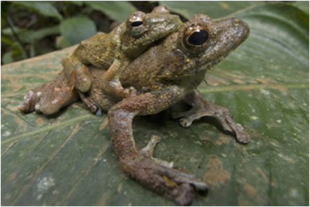 Samples of Ghanaian Fauna