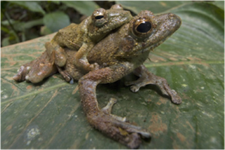 Samples of Ghanaian Fauna