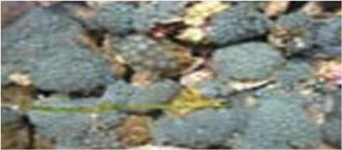Samples of Ghanaian Fauna