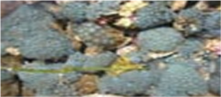 Samples of Ghanaian Fauna