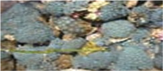 Samples of Ghanaian Fauna