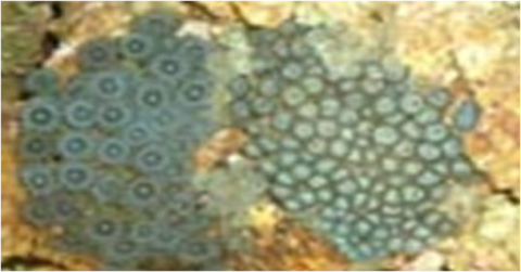 Samples of Ghanaian Fauna