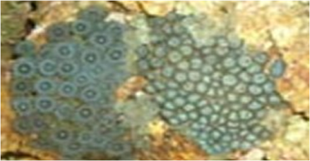 Samples of Ghanaian Fauna