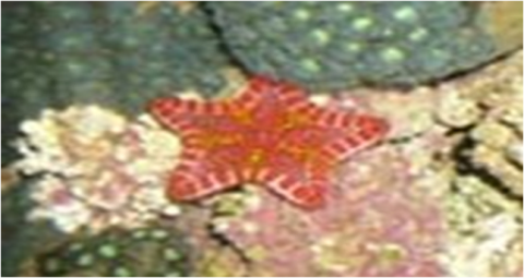 Samples of Ghanaian Fauna