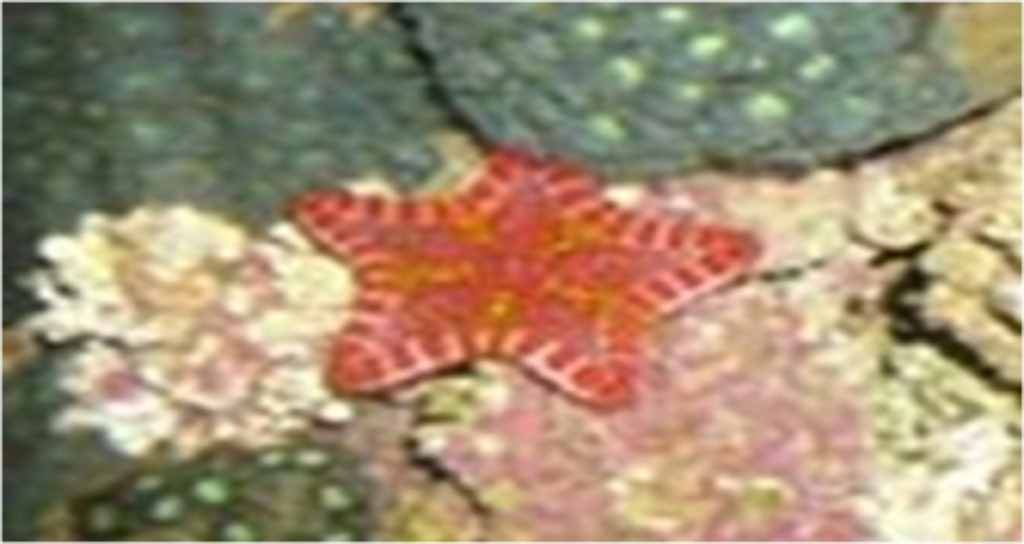 Samples of Ghanaian Fauna