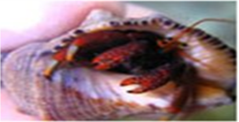 Samples of Ghanaian Fauna