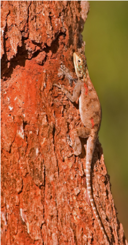 Samples of Ghanaian Fauna
