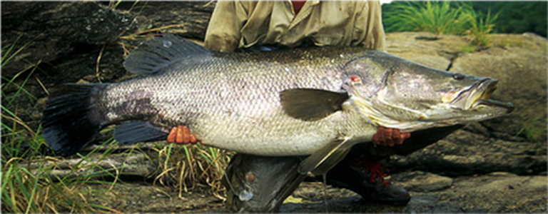 Samples of Ghanaian Fauna