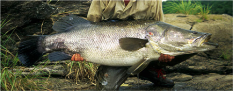 Samples of Ghanaian Fauna