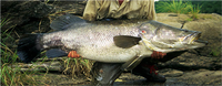 Samples of Ghanaian Fauna