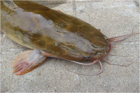 Samples of Ghanaian Fauna