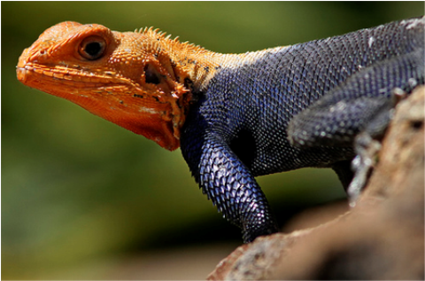 Samples of Ghanaian Fauna