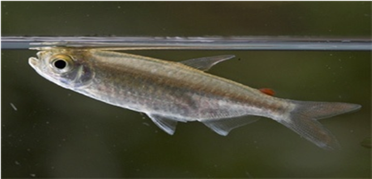 Samples of Ghanaian Fauna