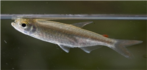 Samples of Ghanaian Fauna