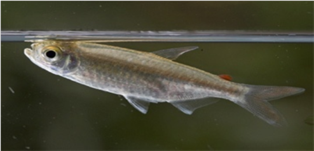 Samples of Ghanaian Fauna