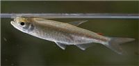 Samples of Ghanaian Fauna