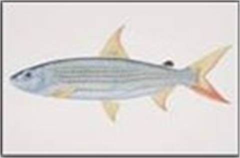 Samples of Ghanaian Fauna