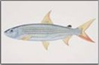 Samples of Ghanaian Fauna