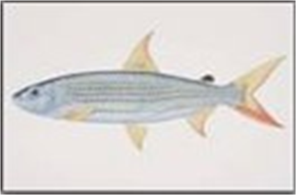 Samples of Ghanaian Fauna