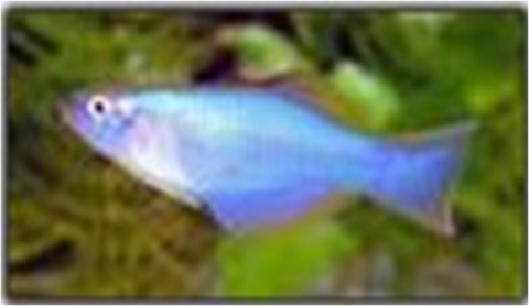 Samples of Ghanaian Fauna