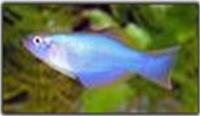Samples of Ghanaian Fauna