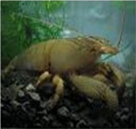 Samples of Ghanaian Fauna