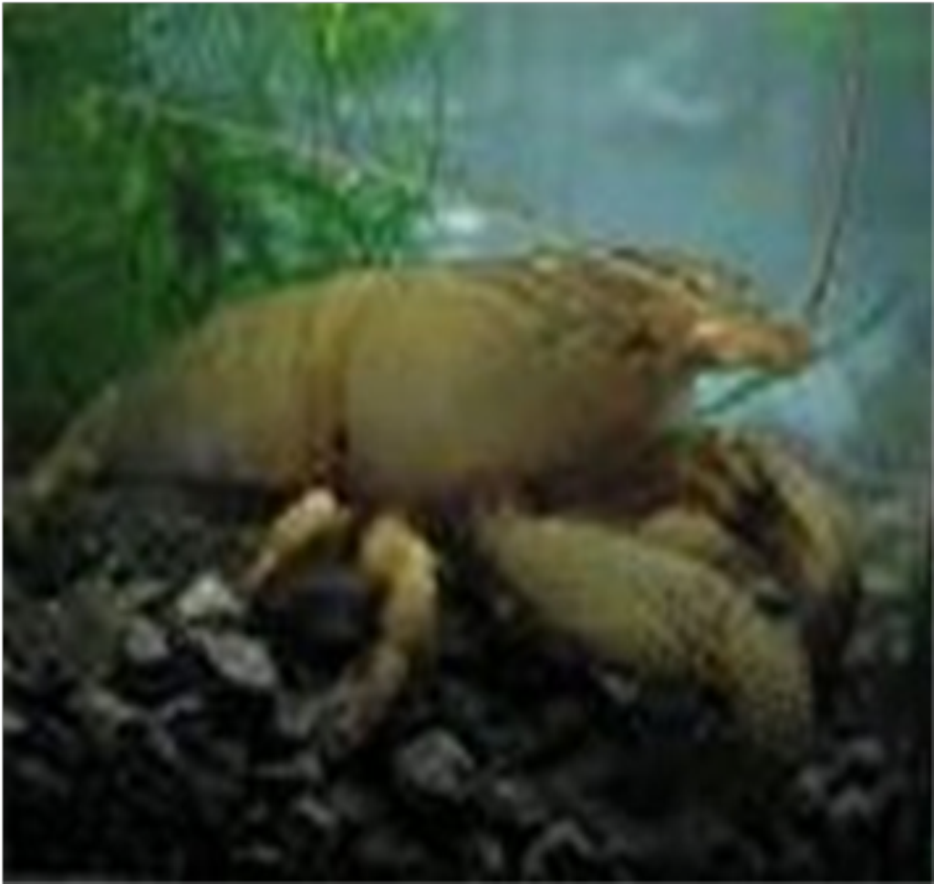 Samples of Ghanaian Fauna