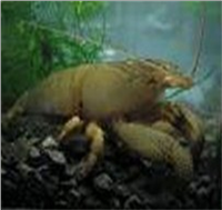 Samples of Ghanaian Fauna