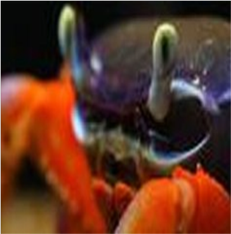 Samples of Ghanaian Fauna