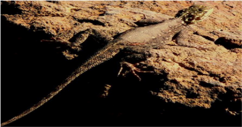 Samples of Ghanaian Fauna