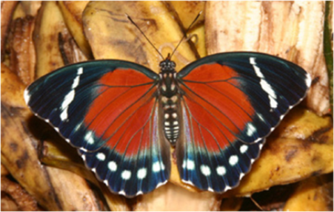 Samples of Ghanaian Fauna