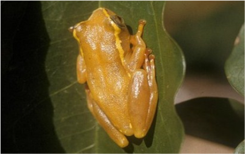 Samples of Ghanaian Fauna