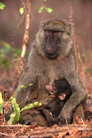 Olive Baboon at Mole National Park