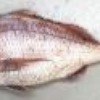 Seabream.jpg