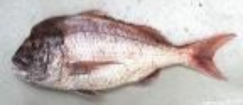 Seabream.jpg
