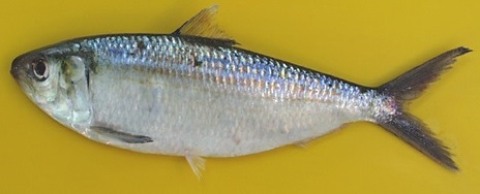 Flat sardinella
