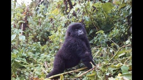 Gorilla
