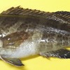 Grouper