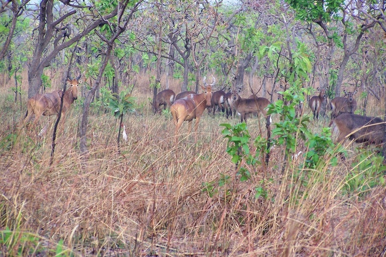 Group of animals in Mole National Park