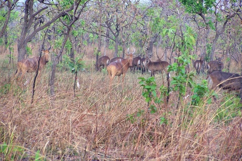 Group of animals in Mole National Park