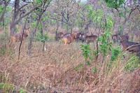 Group of animals in Mole National Park
