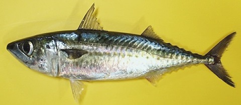 Mackerel