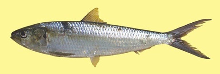 Round sadinella