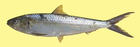 Round sadinella