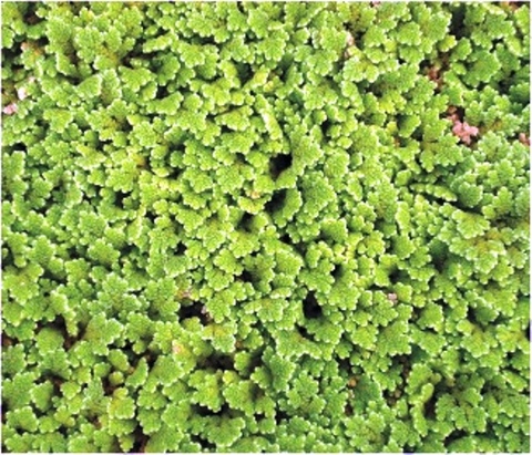 Azolla filiculoides (Water Fern)