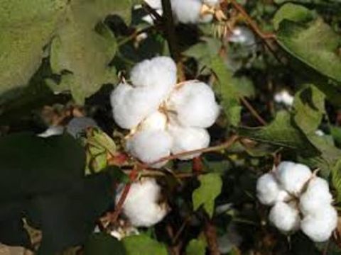 Cotton Tree