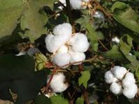 Cotton Tree