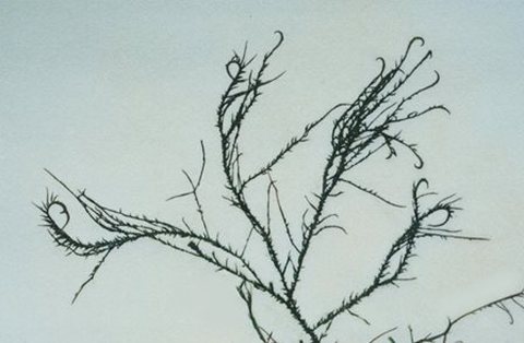 Hypnea musciformis