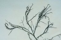 Hypnea musciformis