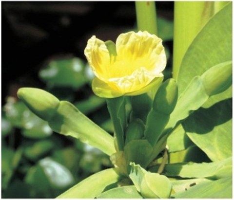 Limnocharis flava